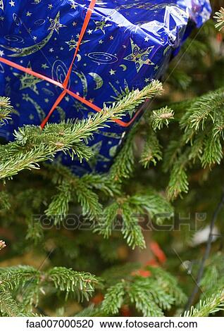Christmas gift in christmas tree View Large Photo Image Stock Image - Christmas gift in christmas tree. Fotosearch