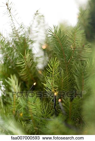 Christmas lights on christmas tree, close-up View Large Photo Image Stock Image - Christmas lights on christmas tree, close-up. Fotosearch
