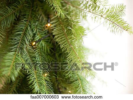 Christmas lights on christmas tree, close-up View Large Photo Image Stock Image - Christmas lights on christmas tree, close-up. Fotosearch