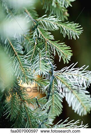 Christmas tree, close-up View Large Photo Image Stock Photo - Christmas tree, close-up. Fotosearch