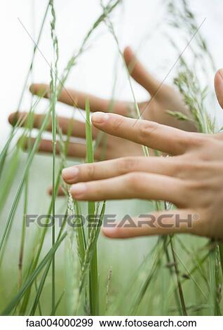 Female hands in long grass View Large Photo Image Stock Photo - Female hands in long grass. Fotosearch