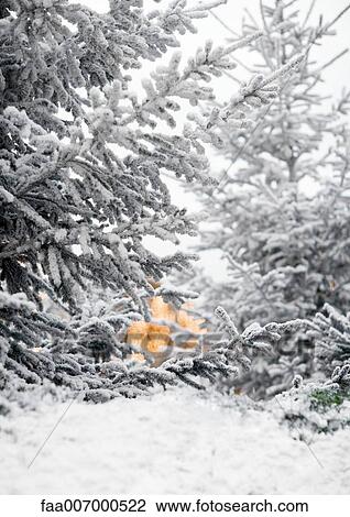 Stock Image - Fir trees. Fotosearch
