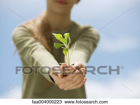 Girl holding out seedling in hands View Large Photo Image Stock Image - Girl holding out seedling in hands. Fotosearch