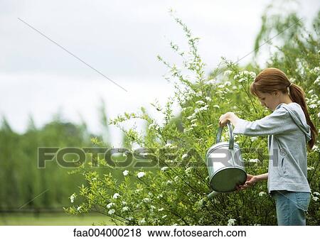 Girl watering shrub with watering can View Large Photo Image Stock Photo - Girl watering shrub with watering can. Fotosearch