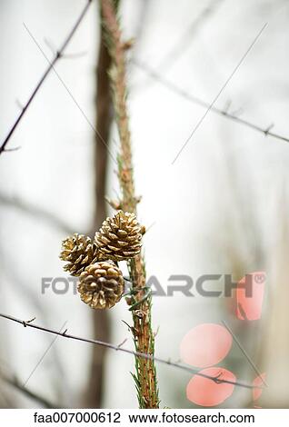 Pine cones on bare tree View Large Photo Image Stock Image - Pine cones on bare tree. Fotosearch