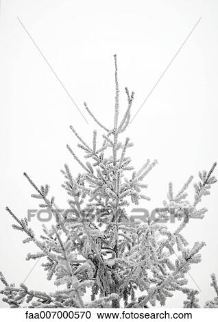Snow-covered fir tree View Large Photo Image Stock Image - Snow-covered fir tree. Fotosearch