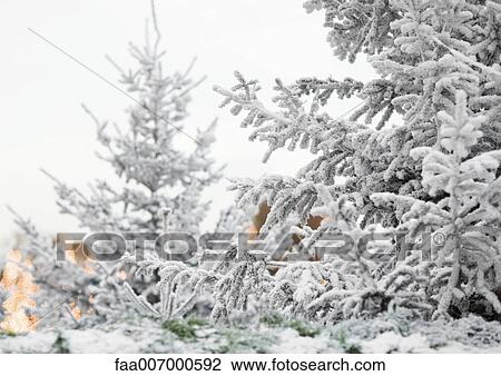 Stock Image - Snow-covered fir trees. Fotosearch