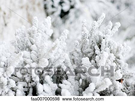Stock Photo - Snow-covered fir trees. Fotosearch