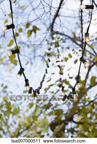 Strands of christmas lights hanging on trees View Large Photo Image Stock Image - Strands of christmas lights hanging on trees. Fotosearch