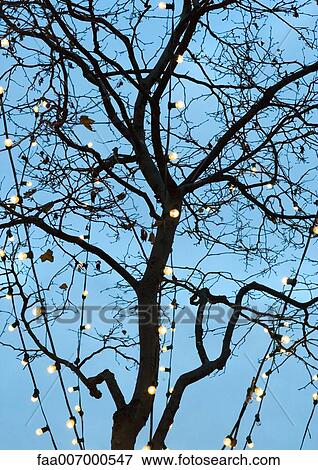 Tree with strands of christmas lights View Large Photo Image Stock Photo - Tree with strands of christmas lights. Fotosearch