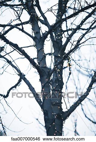 Stock Photograph - Tree wrapped with christmas lights. Fotosearch