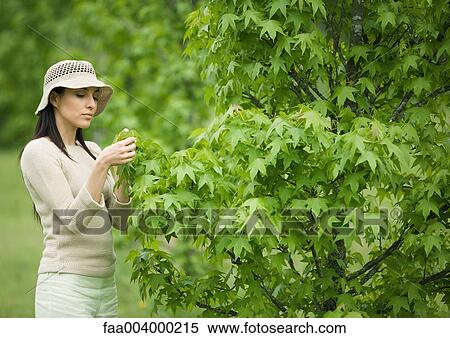 Woman looking at leaf on tree View Large Photo Image Stock Photography - Woman looking at leaf on tree. Fotosearch
