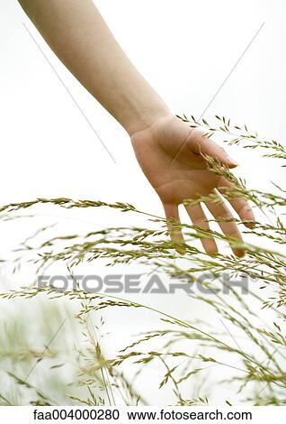Stock Image - Woman's hand touching grass. Fotosearch