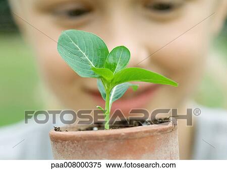 Child looking at seedling planted in pot View Large Photo Image Stock Photography - Child looking at seedling planted in pot. Fotosearch