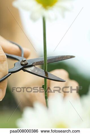 Cutting flower stem View Large Photo Image Stock Photograph - Cutting flower stem. Fotosearch