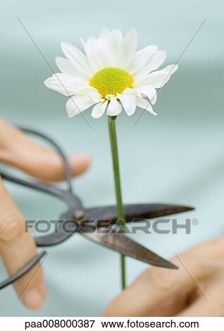 Cutting stem of a daisy View Large Photo Image Stock Photo - Cutting stem of a daisy. Fotosearch