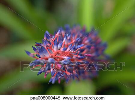Stock Photography - Flower. Fotosearch