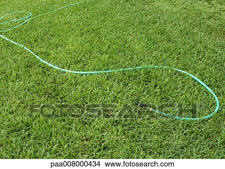 Picture - Garden hose lying on grass. Fotosearch
