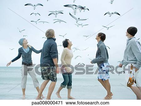 Group of young adults on beach, looking up at seagulls View Large Photo Image Stock Image - Group of young adults on beach, looking up at seagulls. Fotosearch