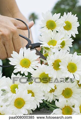Stock Photography - Hand cutting bunch of daisies with scissors. Fotosearch