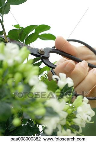 Hand pruning jasmine plant with scissors View Large Photo Image Stock Image - Hand pruning jasmine plant with scissors. Fotosearch