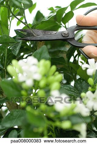 Stock Image - Hand pruning jasmine plant with scissors. Fotosearch