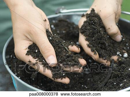 Hands feeling soil in bucket View Large Photo Image Stock Photo - Hands feeling soil in bucket. Fotosearch