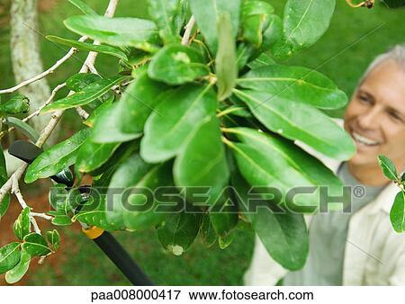 Stock Photo - Man pruning tree. Fotosearch