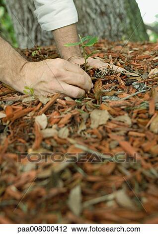 Man pulling weeds in mulch, close-up View Large Photo Image Stock Image - Man pulling weeds in mulch, close-up. Fotosearch