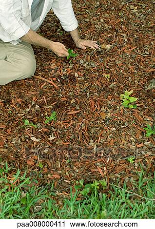 Man pulling weeds in mulch View Large Photo Image Stock Image - Man pulling weeds in mulch. Fotosearch