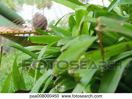 Man resting in hammock, plant in foreground View Large Photo Image Stock Image - Man resting in hammock, plant in foreground. Fotosearch