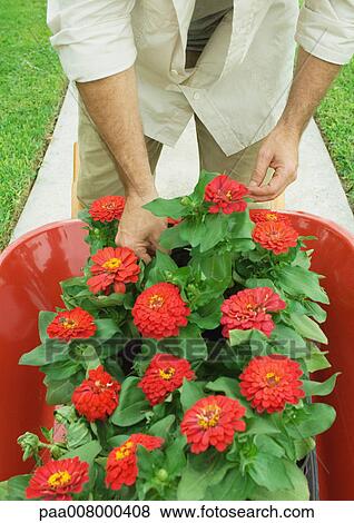Man standing by wheelbarrow full of flowers, partial view View Large Photo Image Stock Photo - Man standing by wheelbarrow full of flowers, partial view. Fotosearch