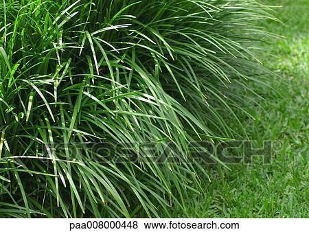 Monkey grass View Large Photo Image Stock Photo - Monkey grass. Fotosearch