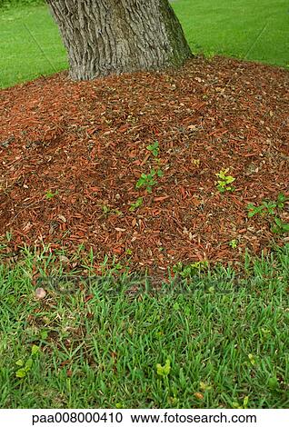 Mulch around base of tree View Large Photo Image Stock Image - Mulch around base of tree. Fotosearch