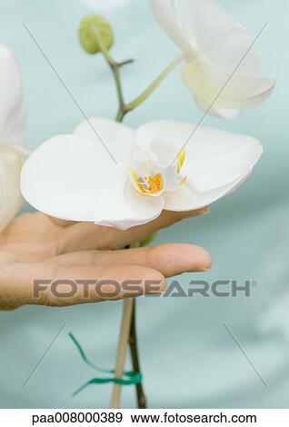 Person's hand under orchid blossom View Large Photo Image Stock Photo - Person's hand under orchid blossom. Fotosearch