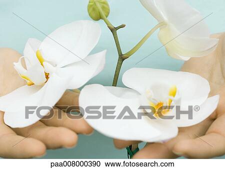 Person's hands under orchid blossoms View Large Photo Image Stock Image - Person's hands under orchid blossoms. Fotosearch