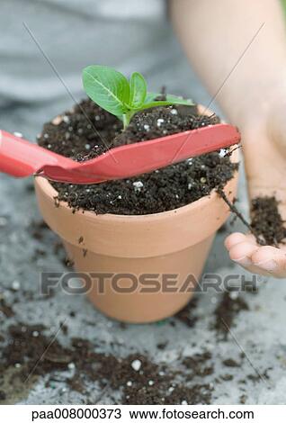 Planting seedling in pot View Large Photo Image Stock Image - Planting seedling in pot. Fotosearch