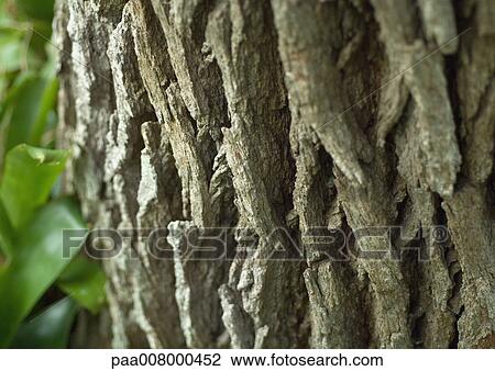 Tree bark View Large Photo Image Stock Image - Tree bark. Fotosearch