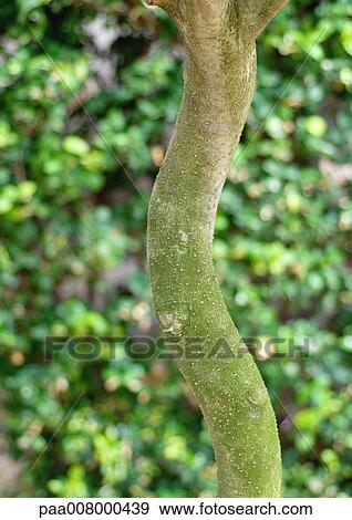 Tree trunk View Large Photo Image Stock Photo - Tree trunk. Fotosearch