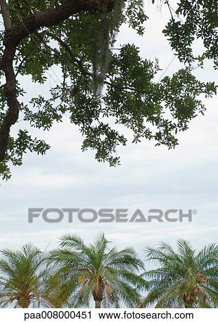 Stock Image - Tropical trees. Fotosearch