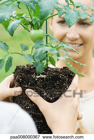 Woman being handed unpotted tomato plant View Large Photo Image Stock Photo - Woman being handed unpotted tomato plant. Fotosearch