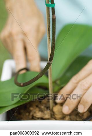Woman caring for orchid, close-up of hands View Large Photo Image Stock Image - Woman caring for orchid, close-up of hands. Fotosearch