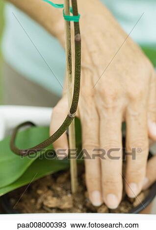 Woman caring for orchid, close-up of hands View Large Photo Image Stock Image - Woman caring for orchid, close-up of hands. Fotosearch