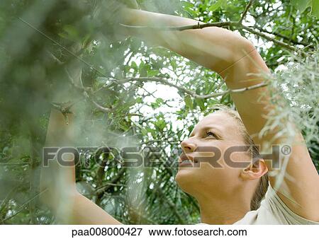 Woman pruning tree View Large Photo Image Stock Photo - Woman pruning tree. Fotosearch