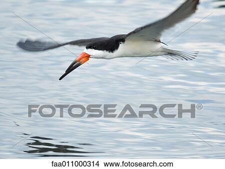 Black skimmer View Large Photo Image Picture - Black skimmer. Fotosearch