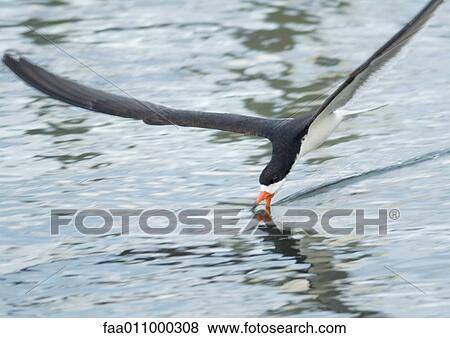 Black skimmer skimming water View Large Photo Image Stock Photo - Black skimmer skimming water. Fotosearch