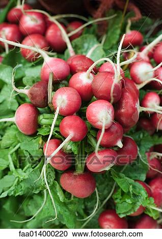 Bunches of radishes View Large Photo Image Stock Image - Bunches of radishes. Fotosearch