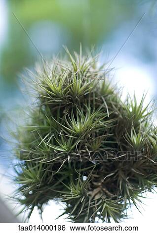 Clump of bromeliads View Large Photo Image Stock Photograph - Clump of bromeliads. Fotosearch