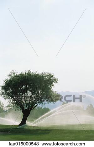 Golf course, lawn being watered with sprinklers View Large Photo Image Stock Photo - Golf course, lawn being watered with sprinklers. Fotosearch