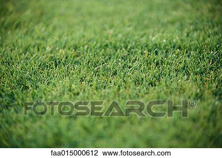 Grass, full frame View Large Photo Image Stock Image - Grass, full frame. Fotosearch